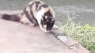 the 3 cute little cat princes playing outside ????????????