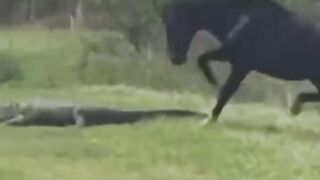 حصان ضد تمساح ..horse vs crocodile