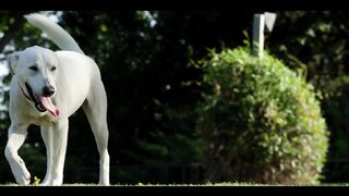 Animation Video - 29