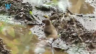 animal video