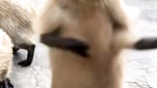 Funny video