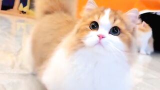 Playful kitten