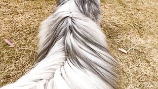 My furry companion.