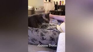 Essayer de ne pas rire ????meilleur chat et chien drôle ????partie 14 Animaux Drôles