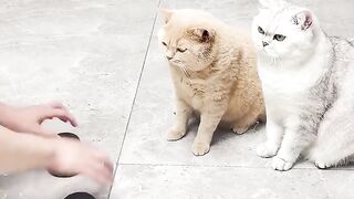 Food Experiment with cats and Reaction!!