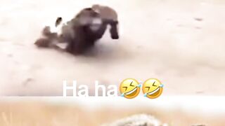 Funny video animal