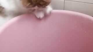 Supper funny video