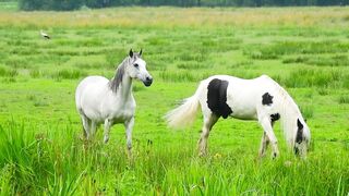 Beautiful Nature Videos - Horse