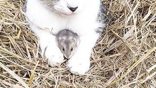 Funny video animal
