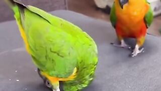 Funny barred by
