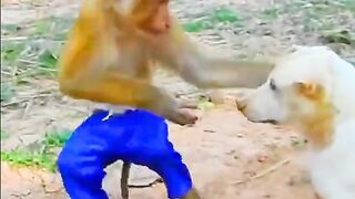 Funny video animal