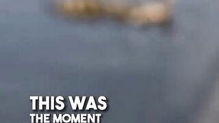 This duckling fell down a waterfall so its mom did this ❤️