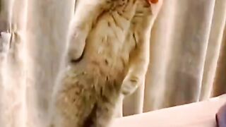 Funny video videos