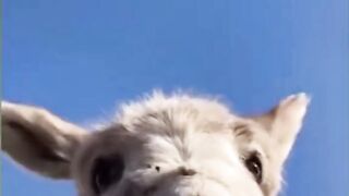 Funny video animal