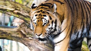 Huge tiger in the forest: Best Nature Landscape