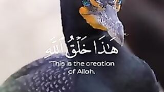 سکون قلب