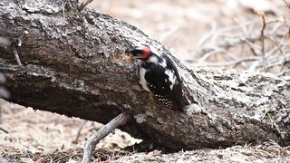 Woodpecker