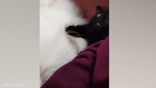 Funniest animals video will make you laugh your head off