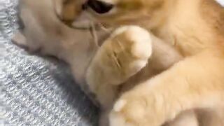 Cat and kitten love