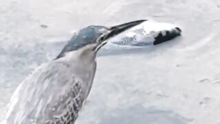 Birds animal beauty full videos