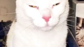 Top Funniest Pet Videos