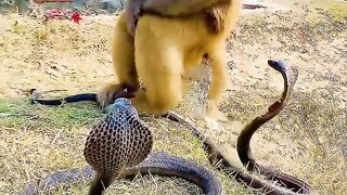 Monkey vs Cobra ????
