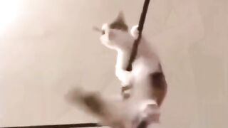 Funny Cats Falling