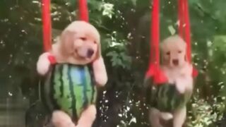 Funny Dog videos