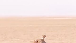 Beautiful dance
