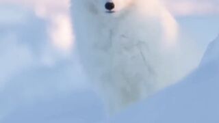 "How Arctic Foxes Survive the Harsh Winter: A Fascinating Insight"