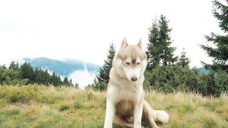 Rare mountain husky dog