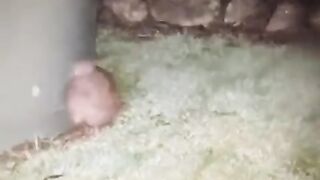 The Screech Of A Kiwi Captured On Video