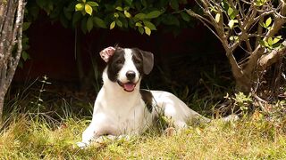 Energetic Playful dog