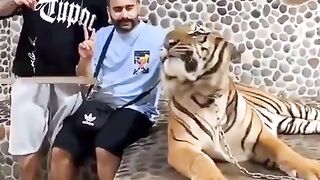 Who has to take a selfie with the tiger?