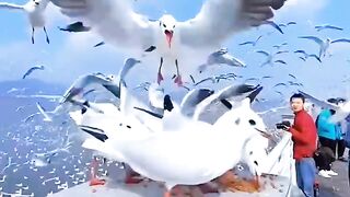 Birds enjoying weather ????????#febspot