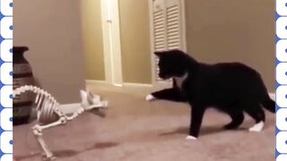 Funny cats and dogs