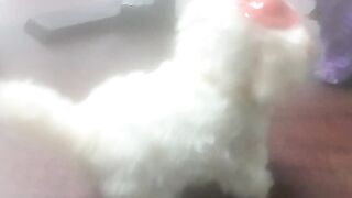 Kids dog toy