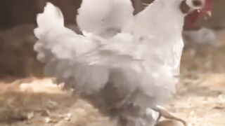 Funny video videos