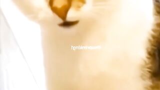 Funny video animal