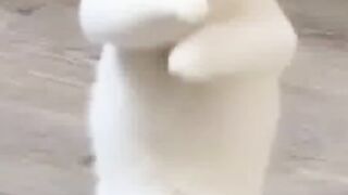 Funny video animal