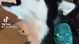 Cute dog singing
