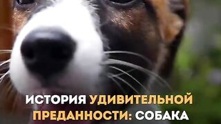 ИСТОРИЯ НА ЕДНА ПРИВЪРЗАНОСТ