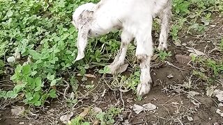 animal video بکری