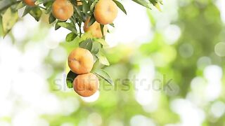 جمال الطبيعه