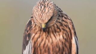 الصقر Falcon