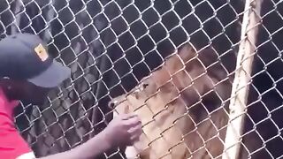 Lion attack ????#febspot