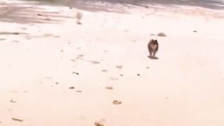 funny cat dog animals (21)