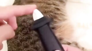 funny cat dog animals (22)