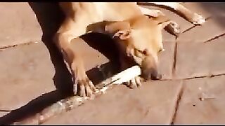 Dog eating a sugarcane????