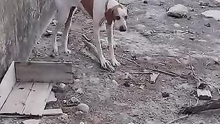 This wonderful woman saves stranded dog! ????????